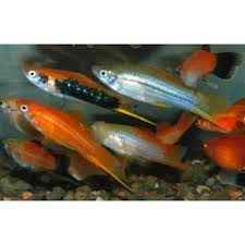 Assorted Swordtail (Local) ML-6 (Show!)