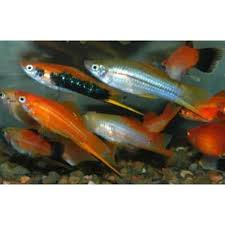 Assorted Swordtail (Local) M 4-5 (Nice!)