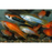 Assorted Swordtail (Local) M 4-5 (Nice!)