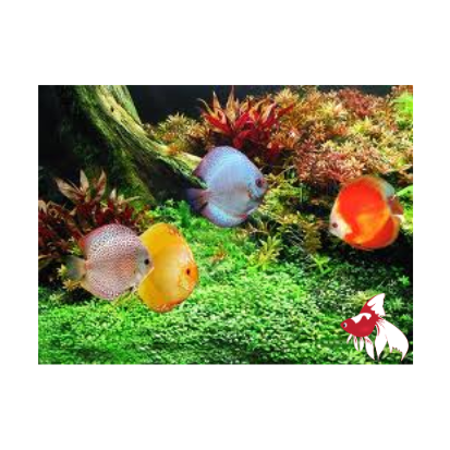 Discus - Assorted Thailand ML-7