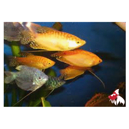 Gourami - Assorted (Local) S-4