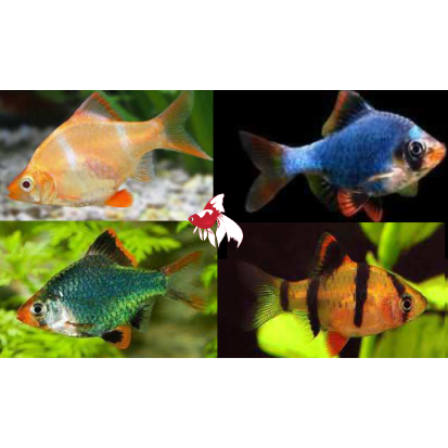 Tiger Barb - Assorted (Local) M 2-3