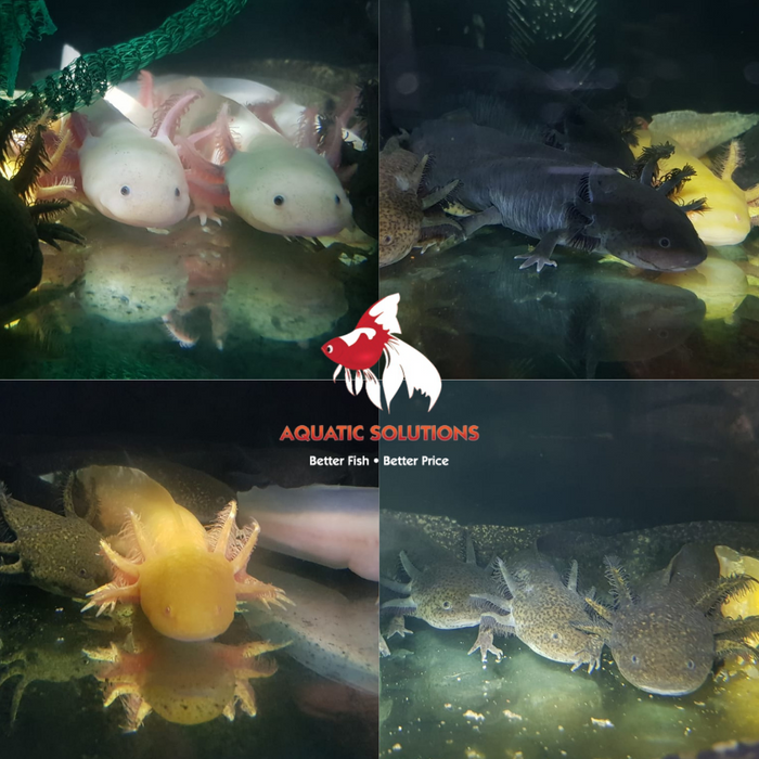 Axolotl - Assorted (Local) Bulk 15+ XXL-22