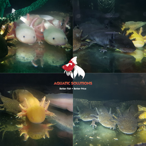 Axolotl - Assorted (Local) XL-18 SPECIALS!