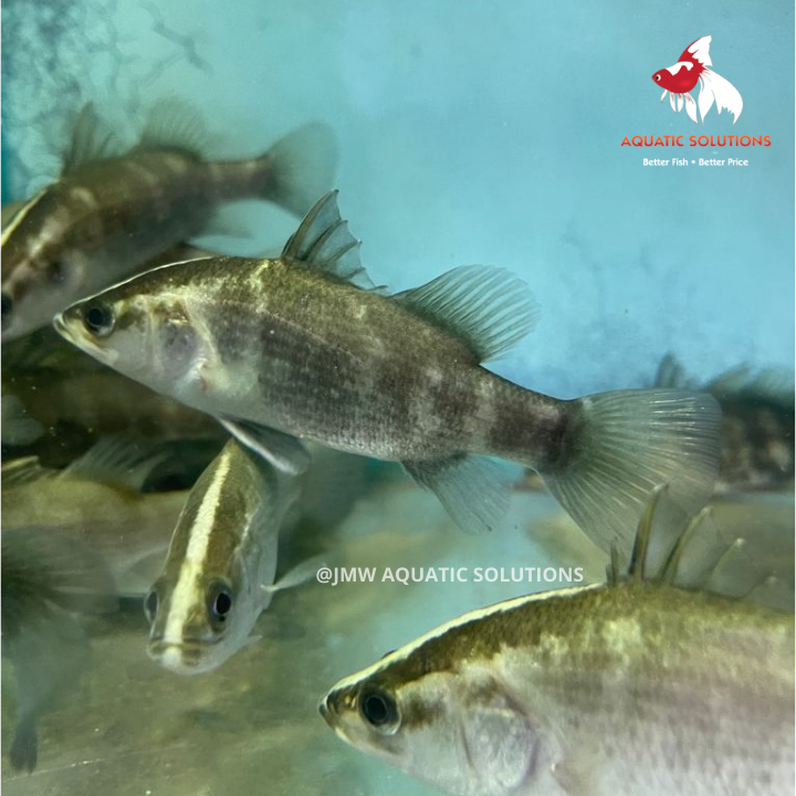 Barramundi (Local) G-30 (Limited Numbers!)