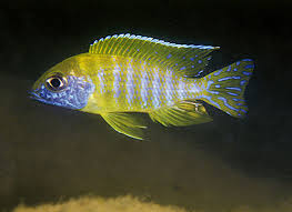 Benga Sunshine Peacock (Local) ML-7 (Limited Numbers!)