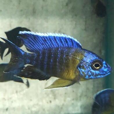 Bicolour Peacock (Import) M-5 (6 ONLY!)