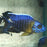 Bicolour Peacock (Import) L-9 (Show!)
