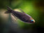 Emperor Tetra - Black ML 3-4