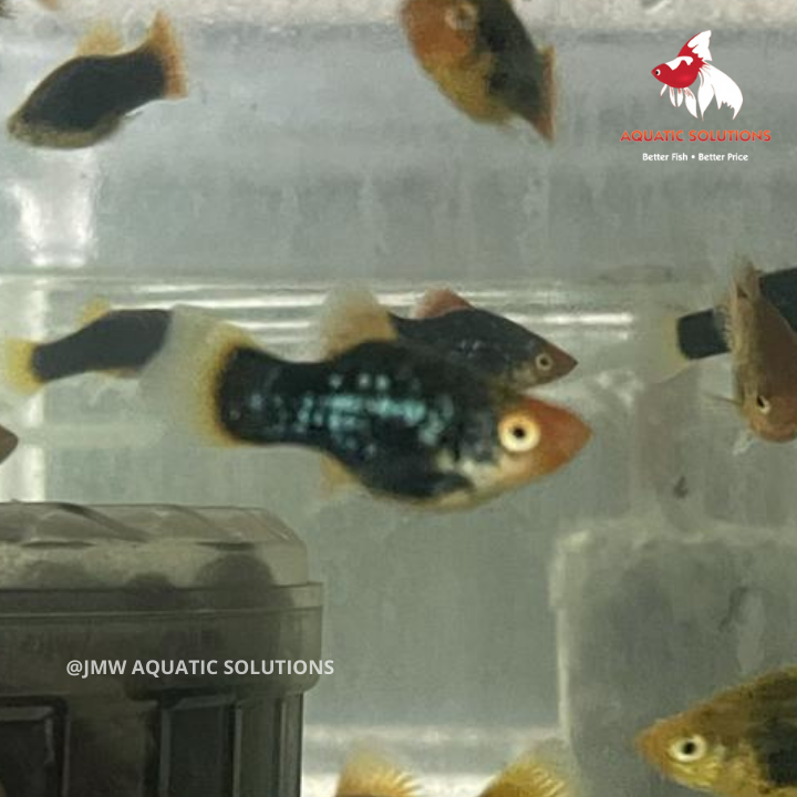 Black Platy (Local) M-4