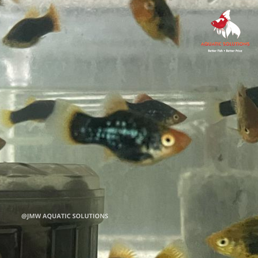 Black Platy (Local) M 3-4