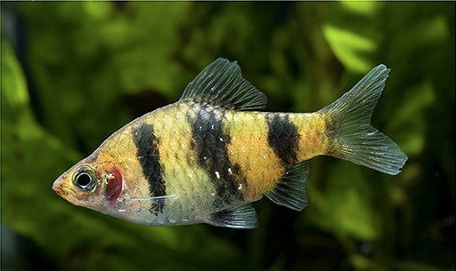 Black Ruby Barb (Local) ML-4 (Nice!) (Limited Numbers!)