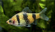 Black Ruby Barb (Local) ML-4 (Nice!) (Limited Numbers!)