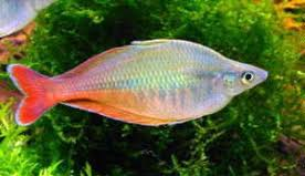 Bleheri Rainbow (Local) XL-10 (Nice!)