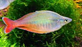 Bleheri Rainbow (Local) XL-10 (Nice!)