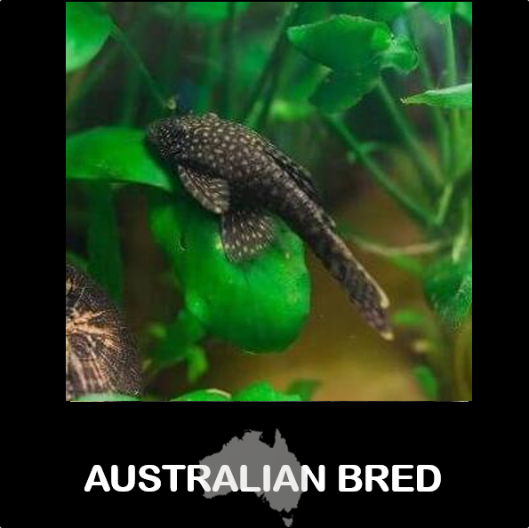 Bristle Nose (Local) Male Only XXL-10 (Show!) (1 ONLY!)