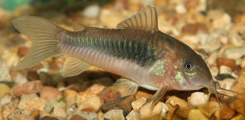 Corydoras - Bronze (Import) Bulk 50+ ML 3.5-4