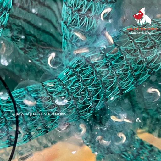 Axolotl - Newly Hatched Babies (per 10)