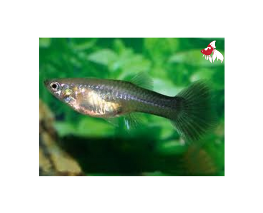 Black Guppy - Female M-4
