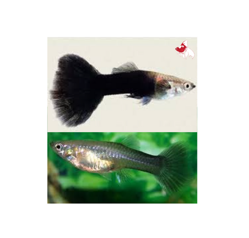 Black Guppy - Pair 4cm
