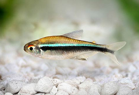 Black Neon Tetra (Local) XL-3.5 (Nice!)