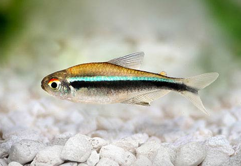 Black Neon Tetra (Local) L 2-3 SPECIALS!