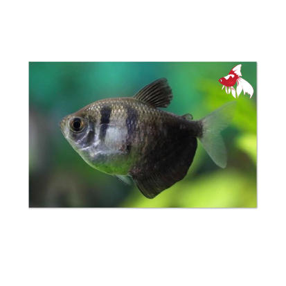 Black Widow Tetra (Local) M 2-3