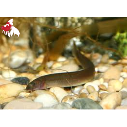 Kuhli Loach - Black L 6-7 (Show!)