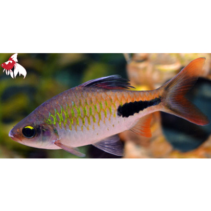 Black Spot - Filament Barb ML-6 (Nice!)