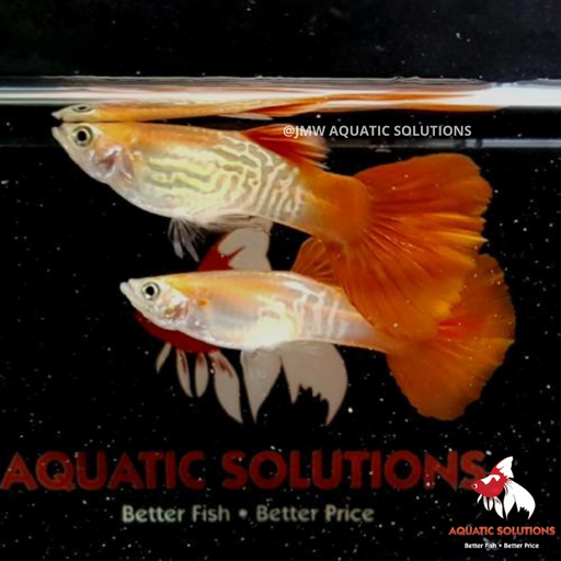 Blonde Cobra Guppy - Male M-4