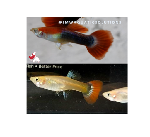Blonde Tuxedo Guppy - Pair 4cm