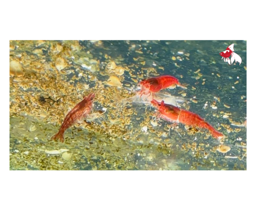 Cherry Shrimp - Bloody Mary (Local) L-1.5 (Limited Numbers!)