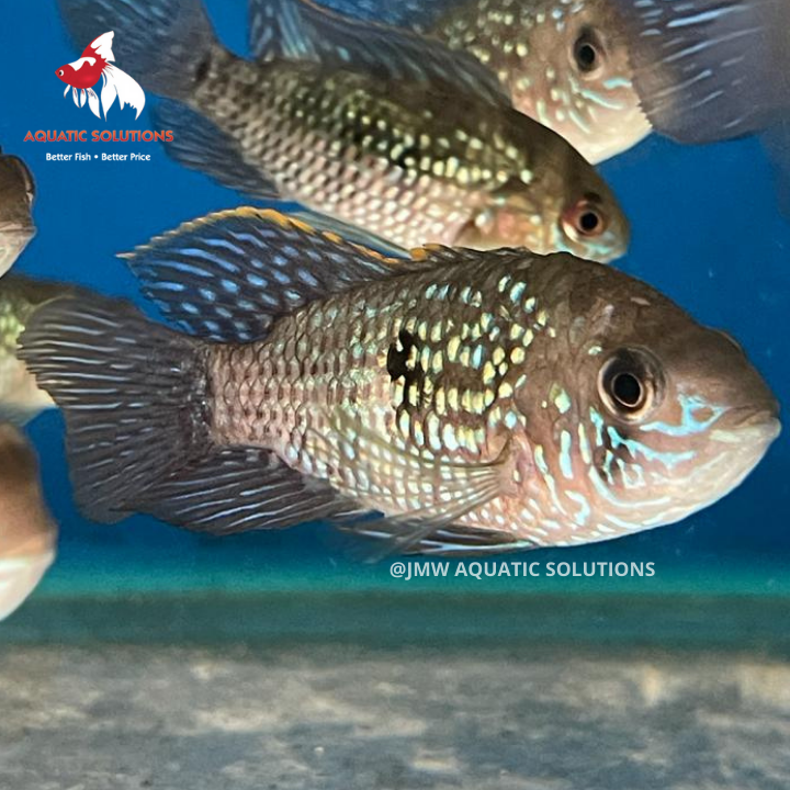 Blue Acara (Local) L-8 (Nice!)