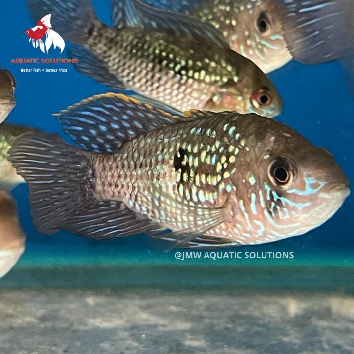 Seconds Blue Acara (Local) S-4 (Limited Numbers!)