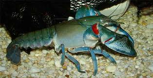Blue Claw Yabby (Local) Bulk 30+ L-10
