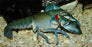 Seconds Blue Claw Yabby (Local) 1 claw - All sizes