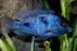 Cyrt. moori - Blue Dolphin (Import) M-5 (Limited Numbers!)