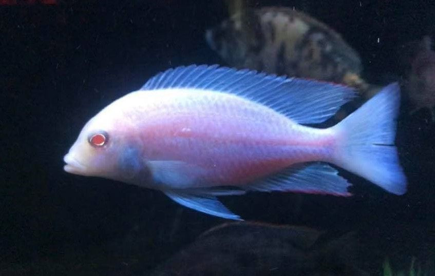 Cyrt. moori - Albino Dolphin (Import) S-4