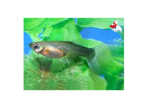Blue Neon Guppy - Female M-4