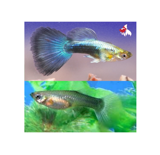 Blue Neon Guppy - Pair 4cm
