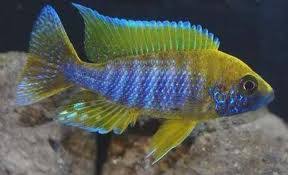 Blue Neon Peacock (Import) ML-7 (Nice!)