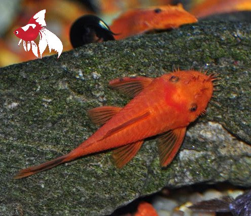 Bristle Nose - Super Red (Local) ML-5