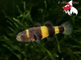 Bumble Bee Goby (Brachygobius doriae) Bulk 50+ S-1