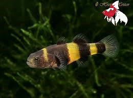 Bumble Bee Goby (Brachygobius doriae) ML 1-2
