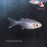 Celebes Rainbow M-2.5