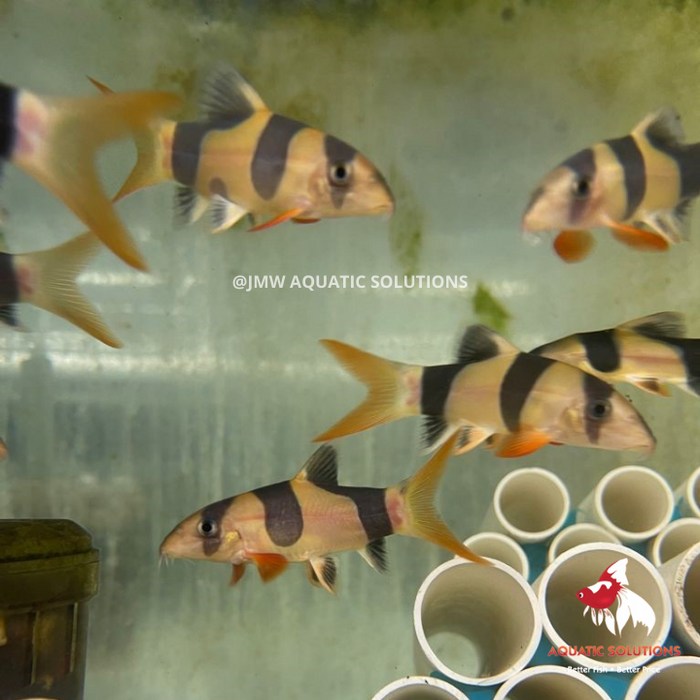 Clown Loach S-4 (Cute!) (Limited Numbers!)