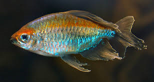 Congo Tetra Male Only M-4