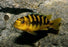 Ps. crabro Bumble Bee (Local) SD-14 (Show!) (1 ONLY!)