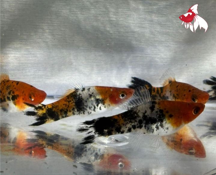 Calico Koi Lyretail Swordtail (Sanke) (Import) S-4 (Nice!)