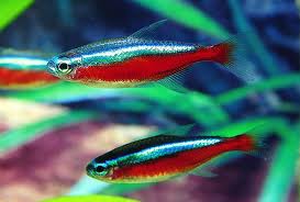 Cardinal Tetra XL-2.5 (7 ONLY!)